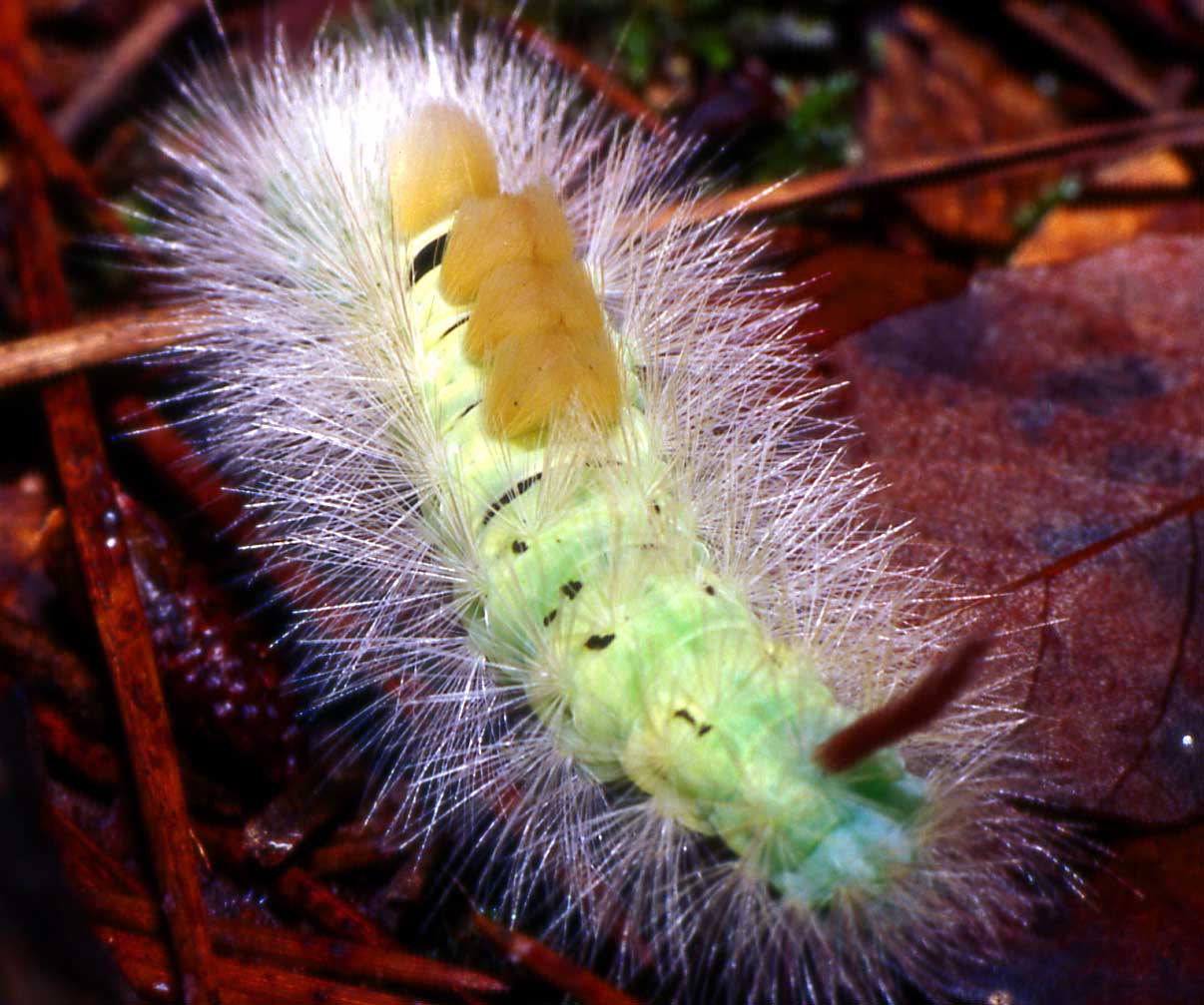 bruco bellissimo - Calliteara pudibunda